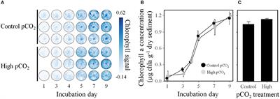 Ocean Acidification Changes Abiotic Processes but Not Biotic Processes in Coral Reef Sediments